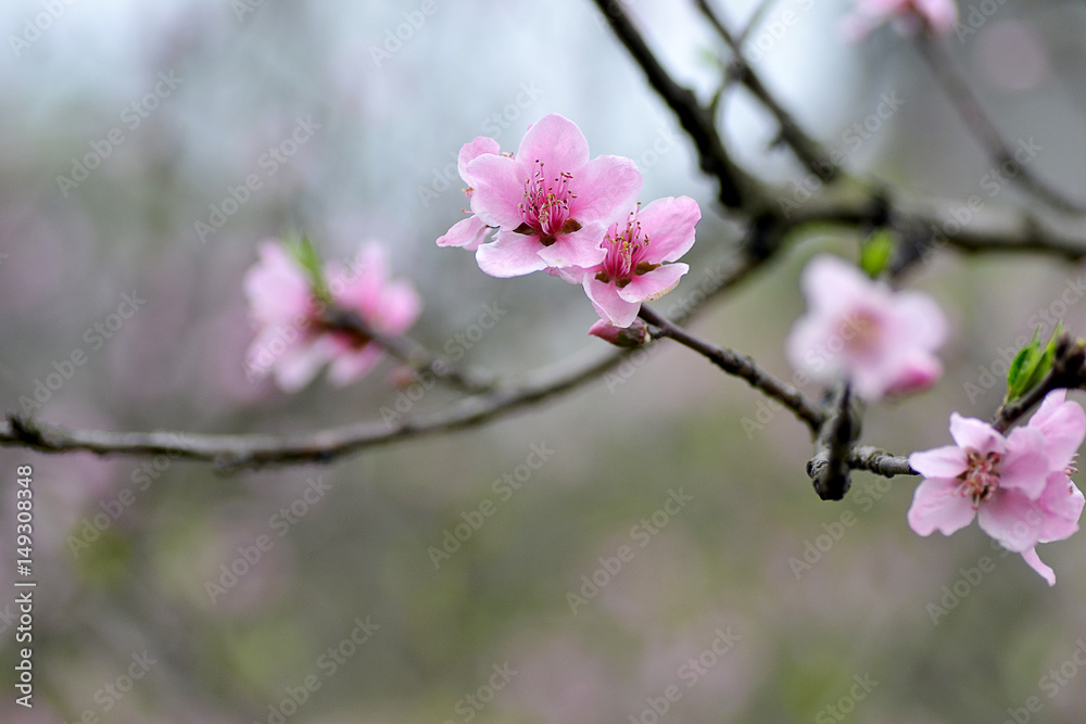 成都 成华公园 春天 桃花盛开 Chengdu Chenghua Park spring peach in full bloom