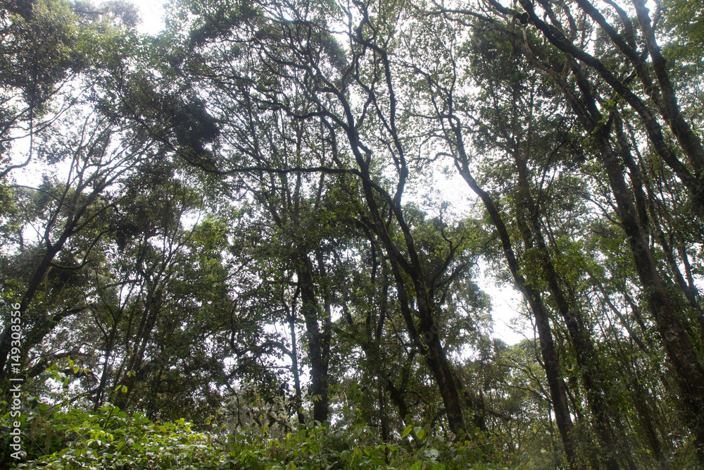Track on Kilimanjaro on the Machame Route Whiskey Track on Kilimanjaro on the Machame Route Whiskey