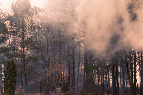 Trees in a morning fog against rising sun