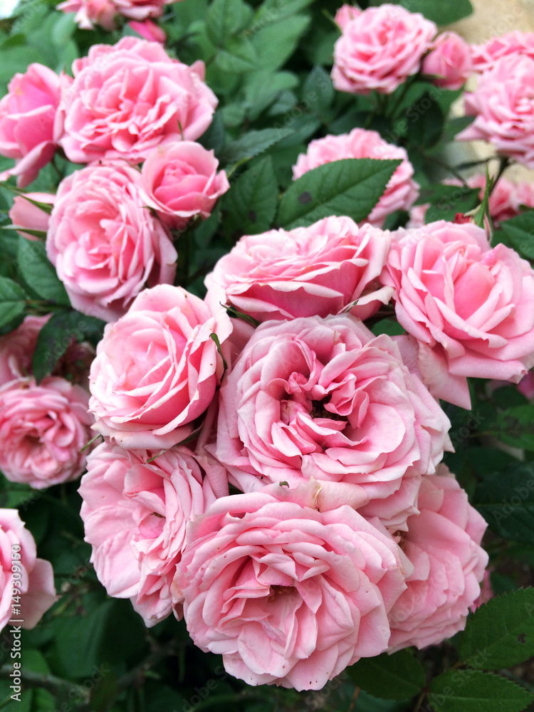 roses, rose, rosaceae, garden, flower, spring, pink, nature, blossom roses, rose, rosaceae, garden, flower, spring, pink, nature, blossom