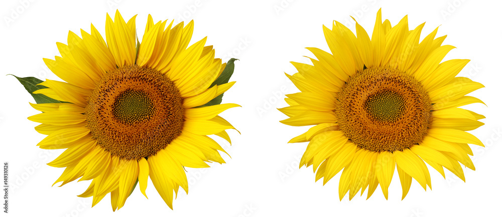 Flower of sunflower isolated on a white background. Flower of sunflower isolated on a white background.