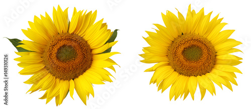 Fototapeta Naklejka Na Ścianę i Meble -  Flower of sunflower isolated on a white background.