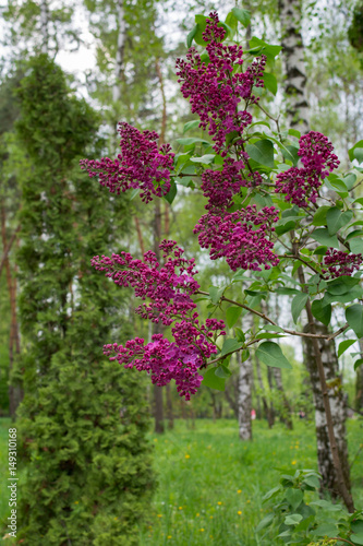 Lilac bush in spring time, young purple flower twigs, vibrant green foliage background, forest, tranquility purity concept