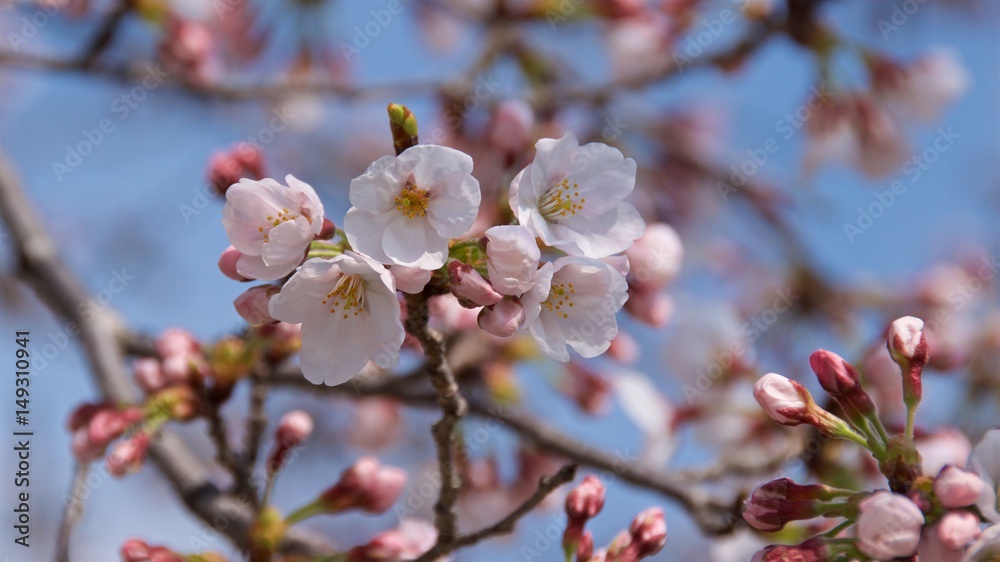 Cherry blossom in Japan