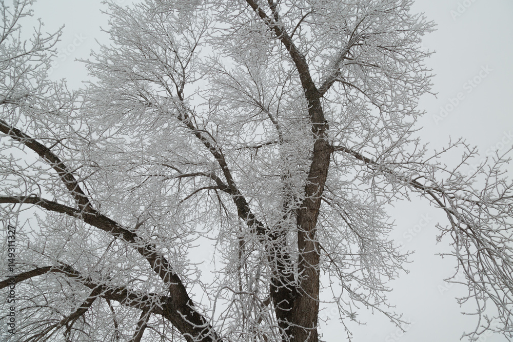 Obraz premium Grey sky and frost on tree