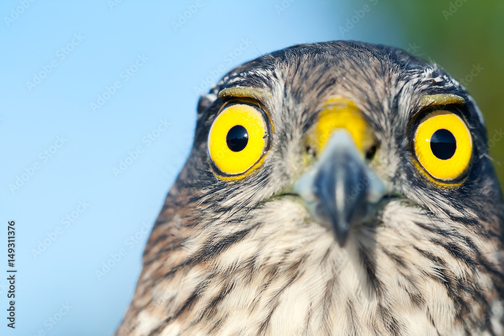 Sparrow-hawk Sparrow-hawk