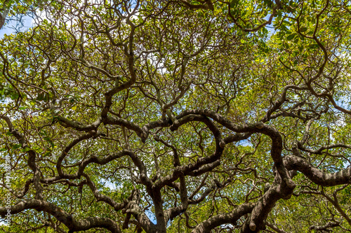 World's Largest Cashew Tree - Pirangi, Rio Grande do Norte, Brazil photo