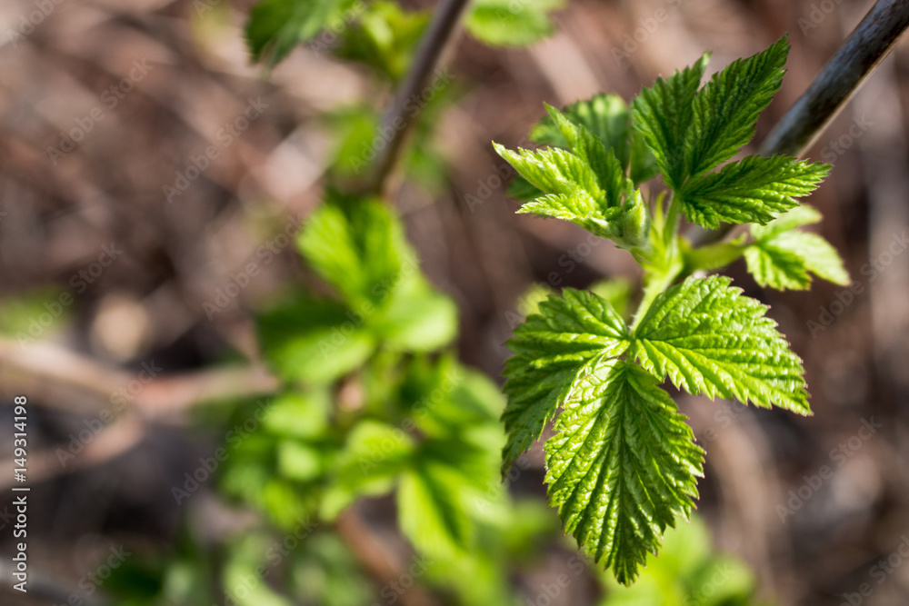 leaves in yellow spots,crimson branch, a raspberry bush, a green bush. leaves in yellow spots,crimson branch, a raspberry bush, a green bush.