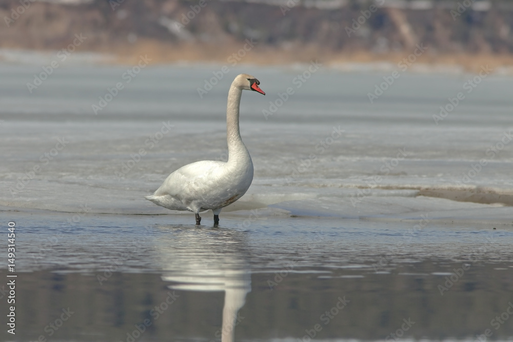 Fototapeta premium graceful swans on the river in early spring