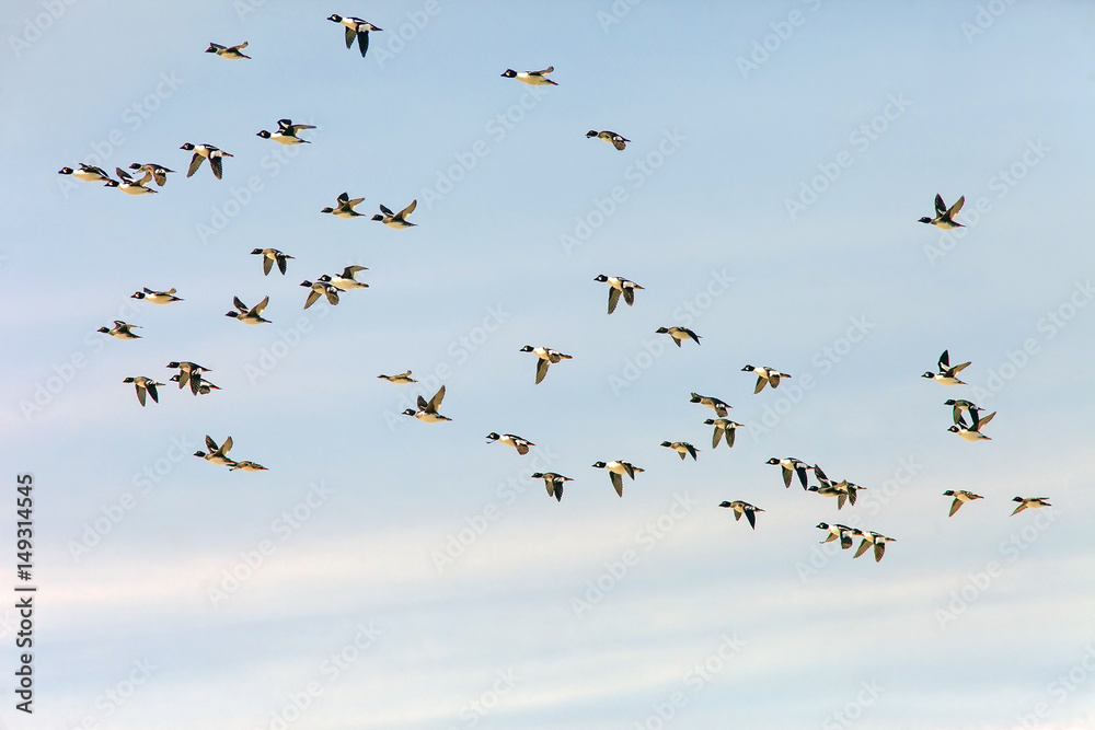 Fototapeta premium wild ducks in flight