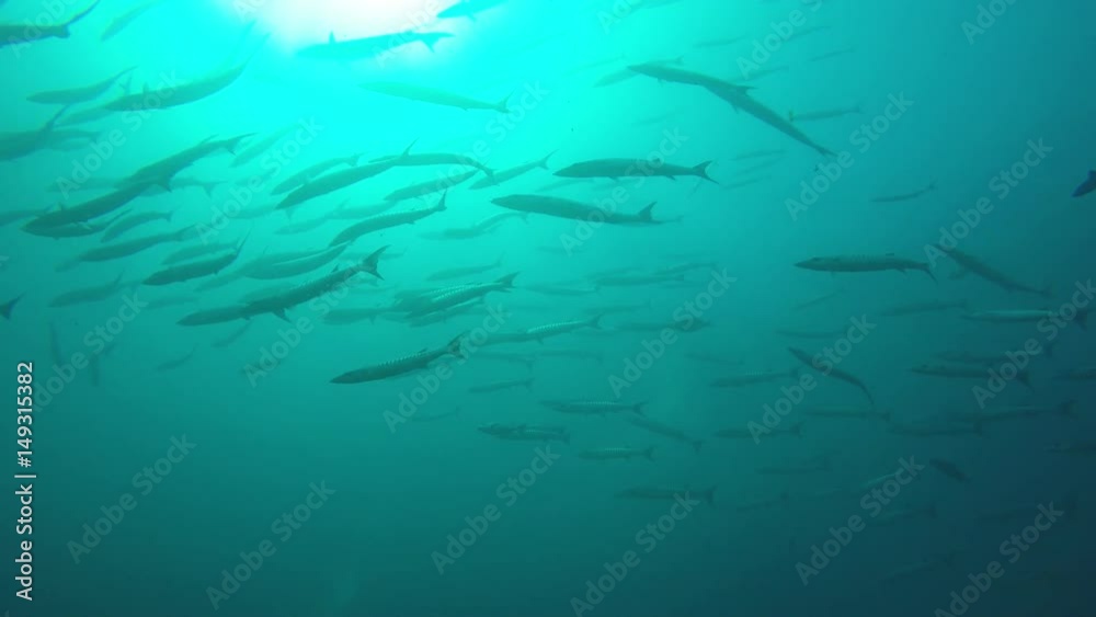 Barracuda fish in ocean Barracuda fish in ocean