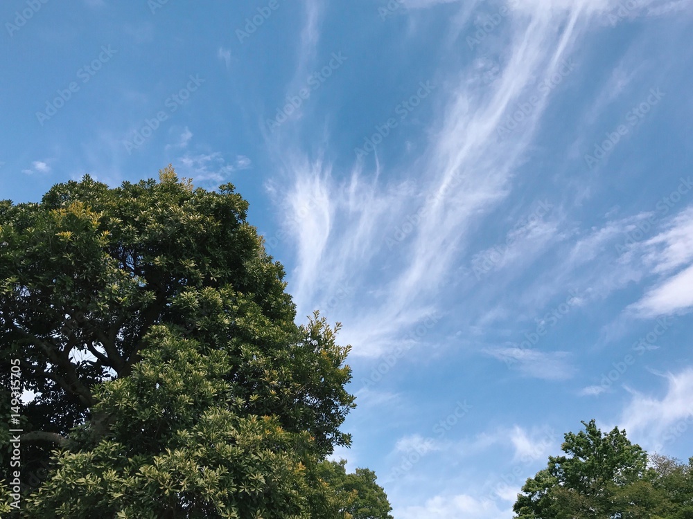 Obraz premium 青空と樹木