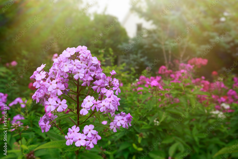 Garden phlox blooming in a sunlit garden.