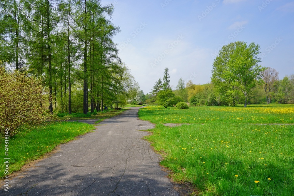 Spring alley in the botanical garden - flowering dandelion - beautiful green areas of the city
