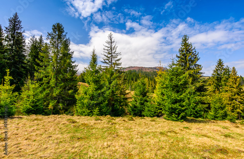 pine forest in summer landscape