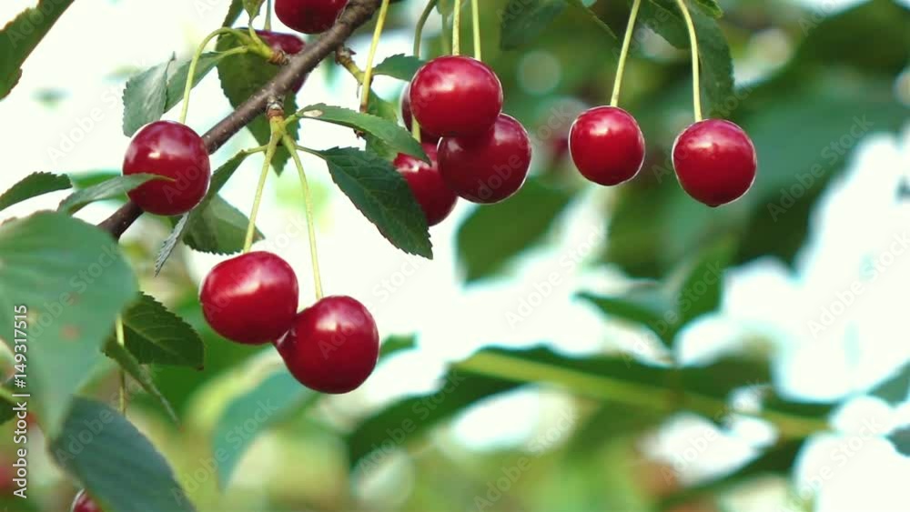 High quality video cherry tree in real 1080p slow motion 250fps High quality video cherry tree in real 1080p slow motion 250fps