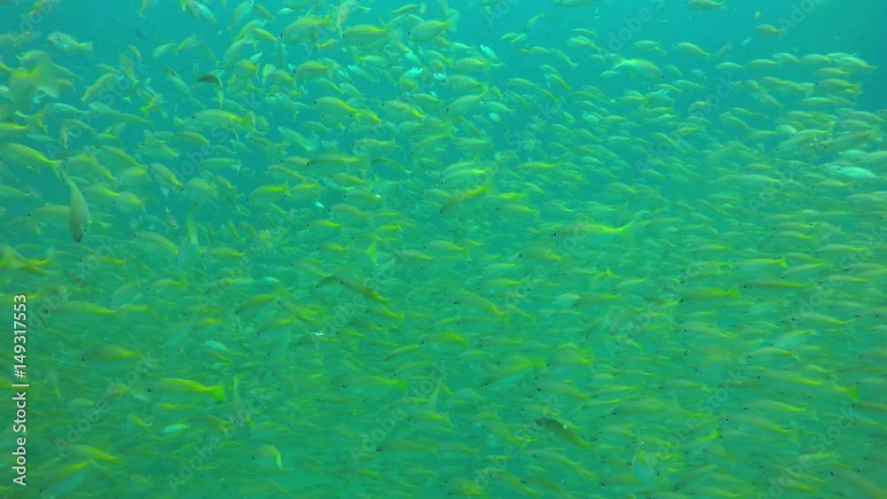 Snapper fish on underwater coral reef