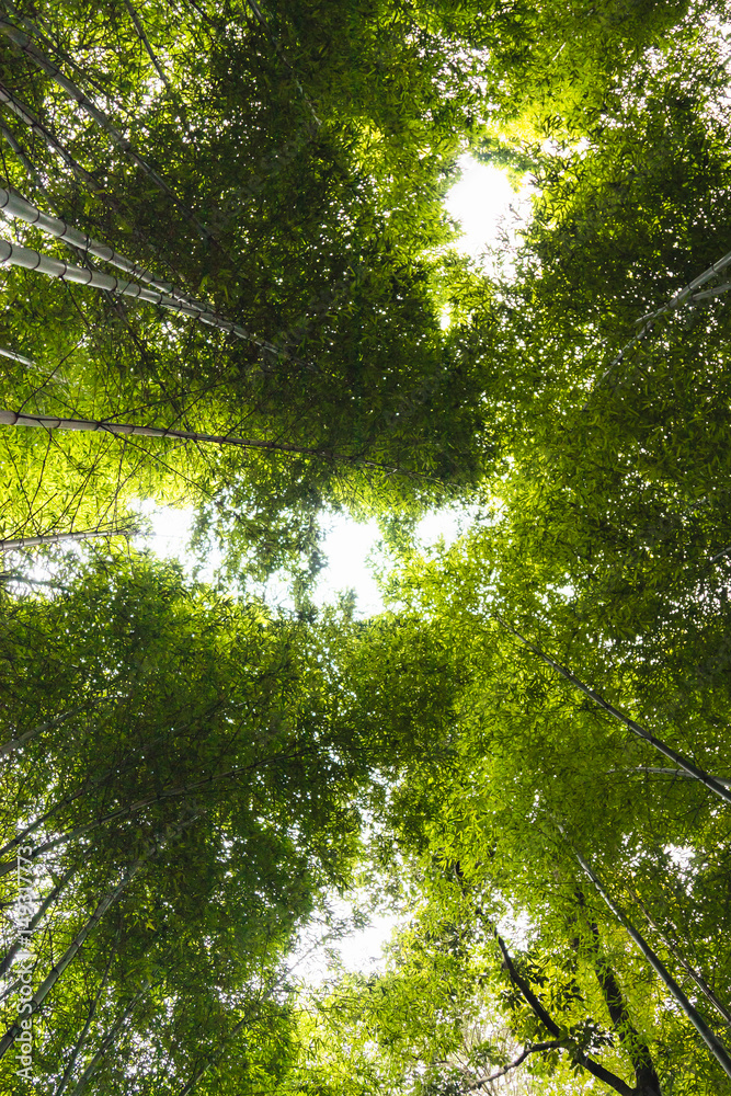 Obraz premium bamboo forest from bottom view