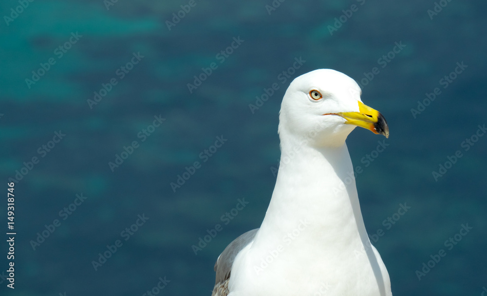 Seagull with blue background on the beaches of Calpe, Spain.