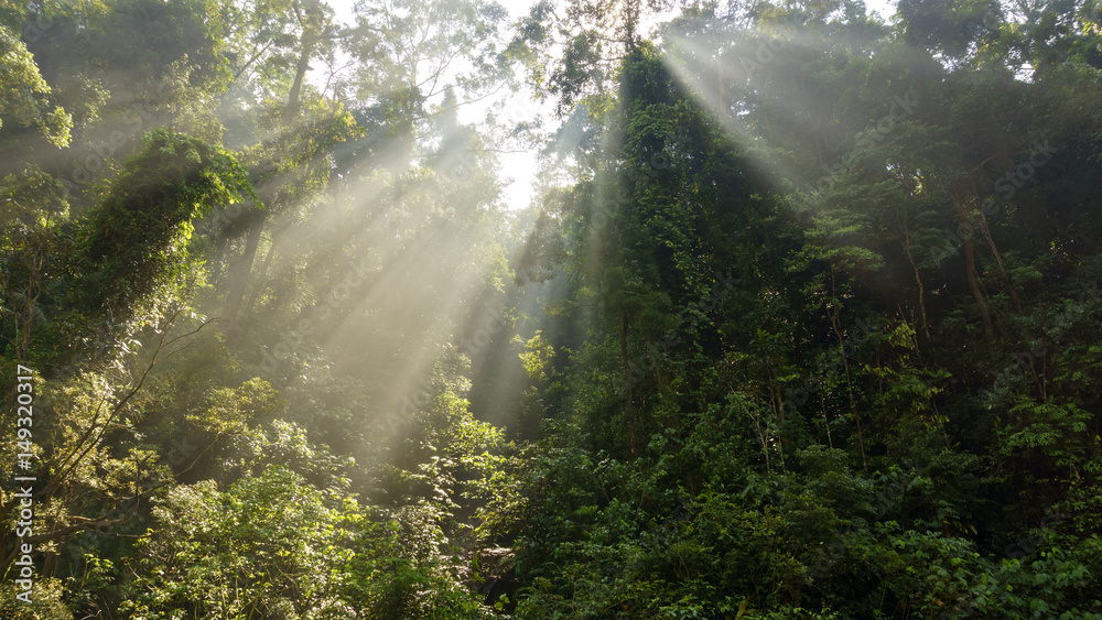 viewing the river in the jungle of tropical rainforest in Taman Negara Johor, Malaysia