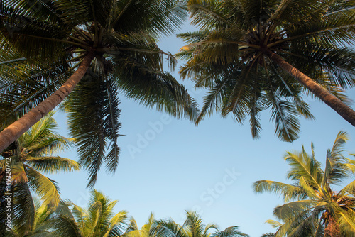 Fototapeta Naklejka Na Ścianę i Meble -  treetops of palms. focus on the tops of trees