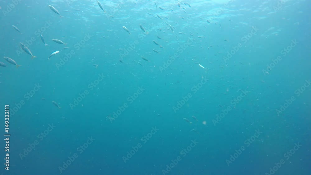 Sardines fish underwater in ocean Sardines fish underwater in ocean
