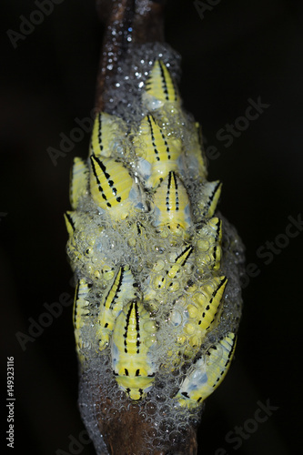 Yellow Spitting bug nest in a tree, Pietermaritsburg, South Africa photo