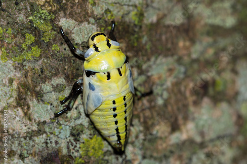 Yellow Spitting bug nest in a tree, Pietermaritsburg, South Africa