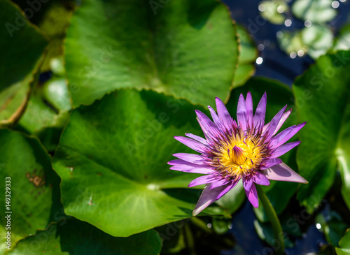 Lotus flower with sunlight