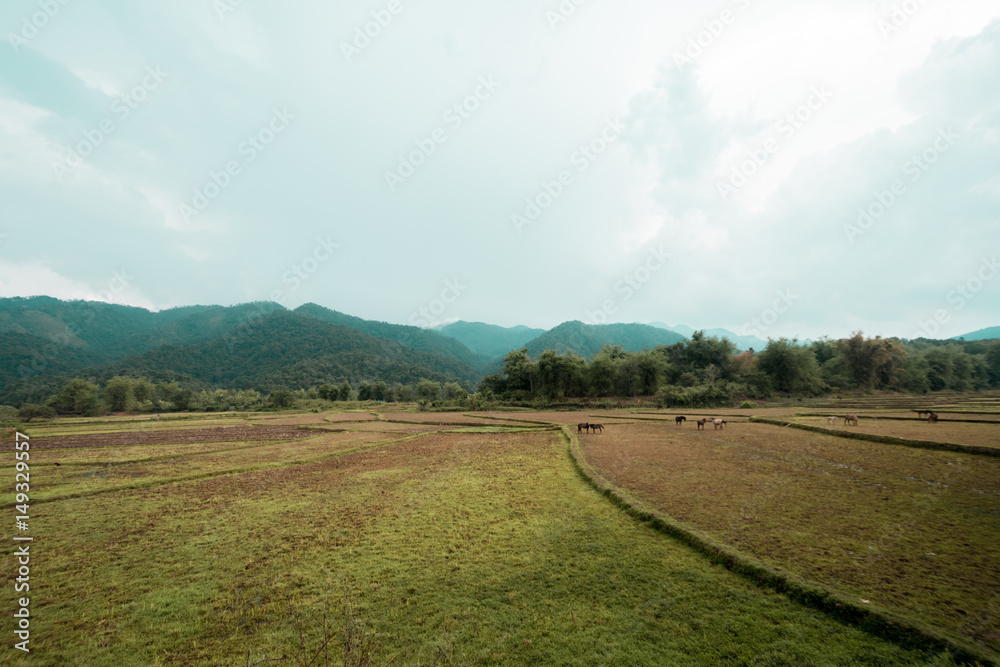 Fototapeta premium Rice field after havested