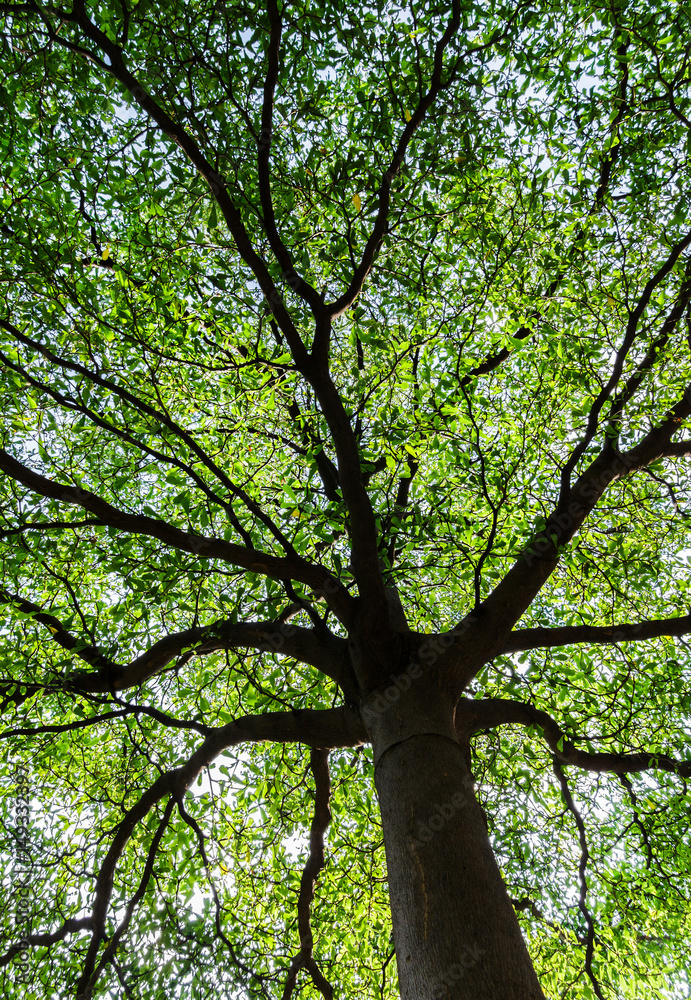 Fototapeta premium Under large tree shaped like umbrella