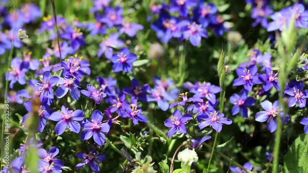 Anagallis monelli (blue pimpernel) blue wild flowers in nature Anagallis monelli (blue pimpernel) blue wild flowers in nature