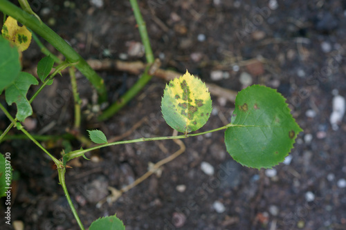 Black Spot of Rose / Diplocarpon rosea / Marssonina rosae