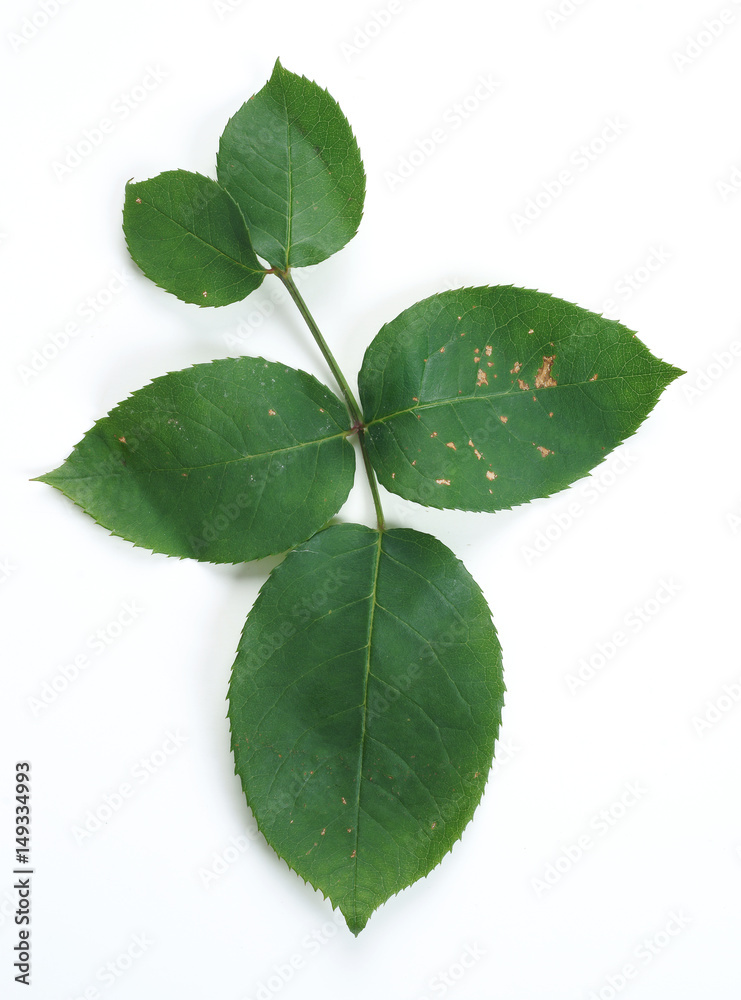 Damaged rose leaf by the larva Allantus cinctus - obrazy, fototapety, plakaty 