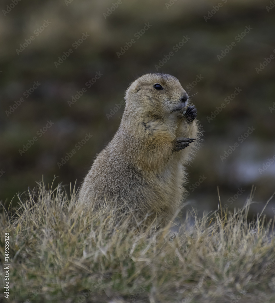 Fototapeta premium Prairie dog