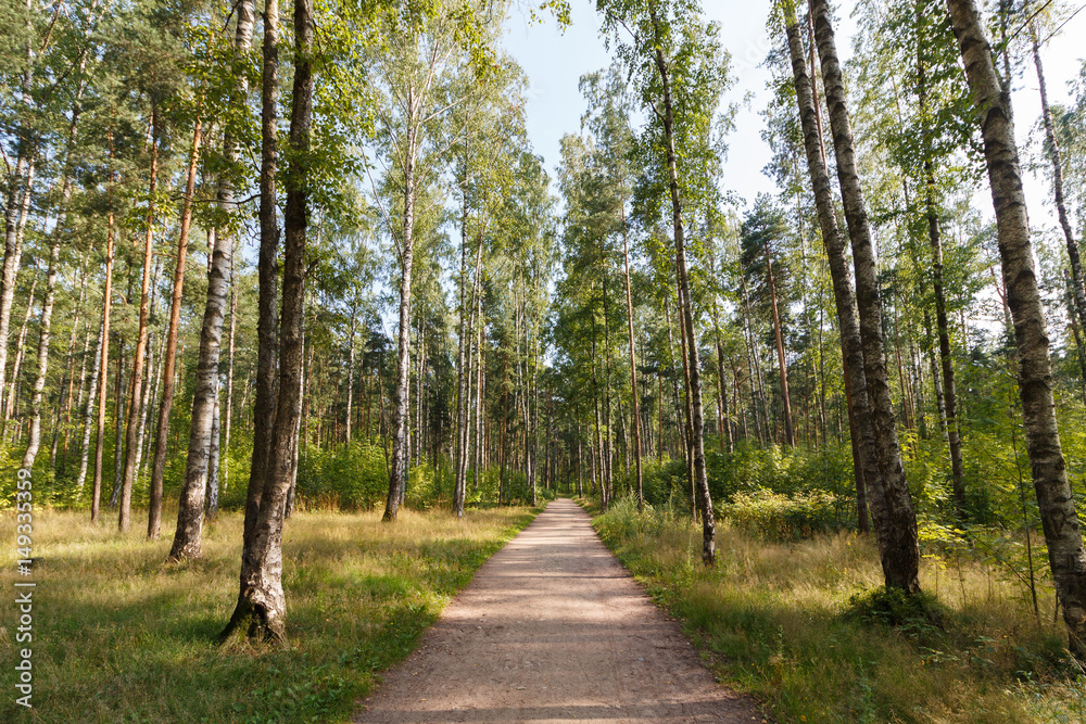Obraz premium Russian forest