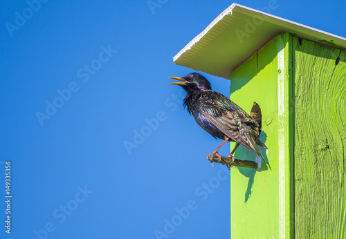 Print op canvas Starling in birdhouse