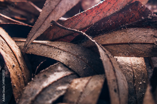 macro leaf texture dark fall busy