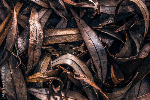 macro leaf texture dark pattern