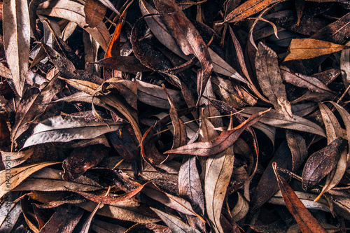 macro leaf texture fall pattern fall