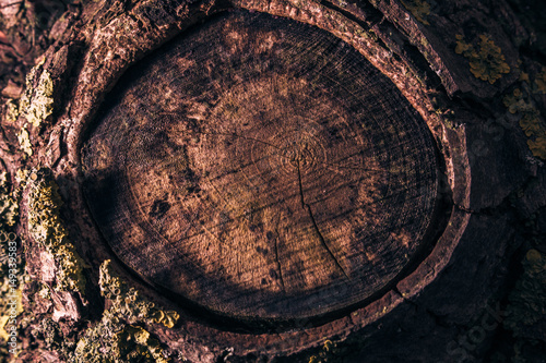 wood texture knot wood 