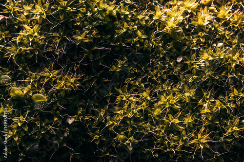 moss texture macro fall