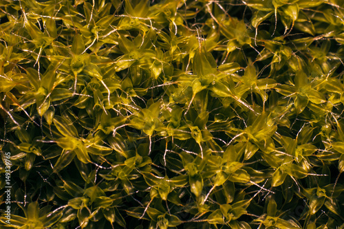 leaf texture flowery fall  4