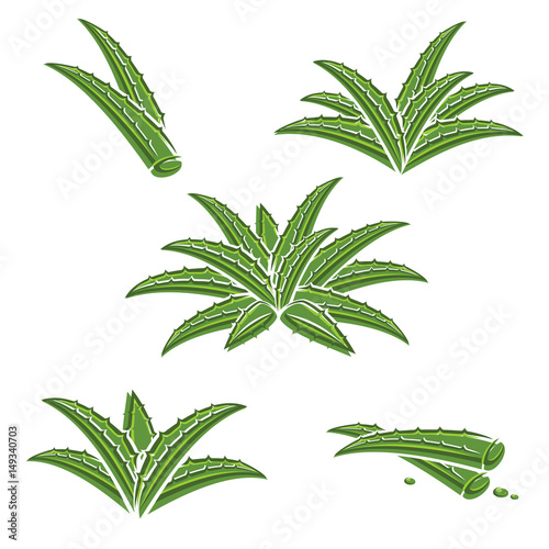Aloe Vera set. Vector