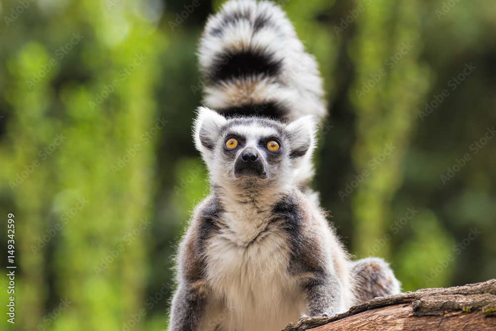 Obraz premium Portrait of a lemur on a tree