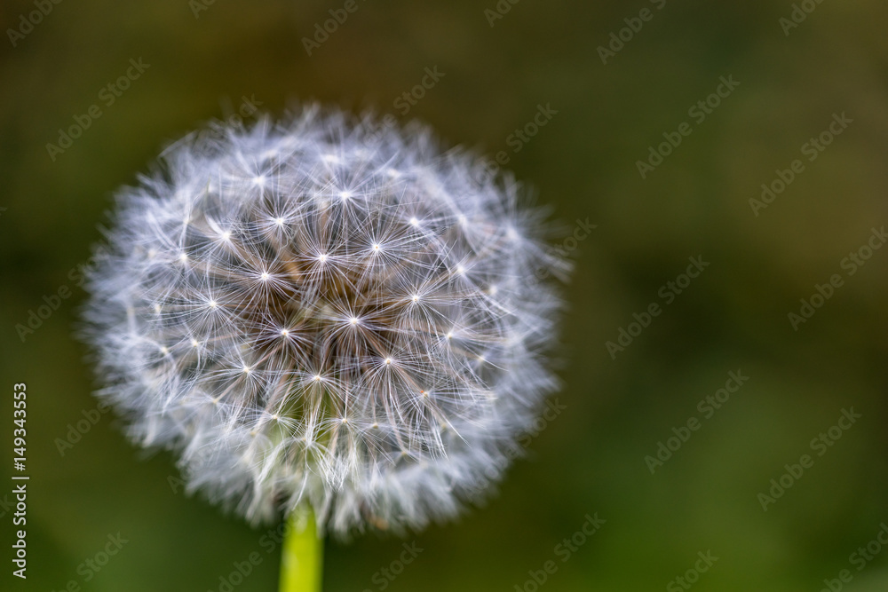 Pusteblume, Taraxacum Officinale