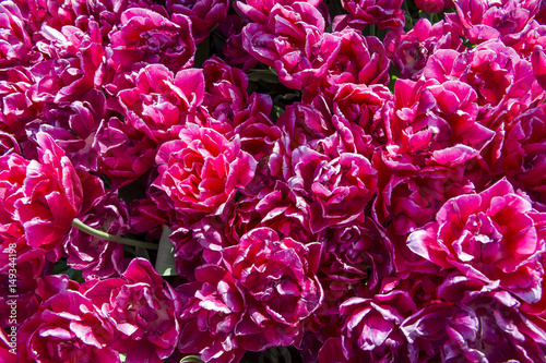 closeup image of purple double late tulips.