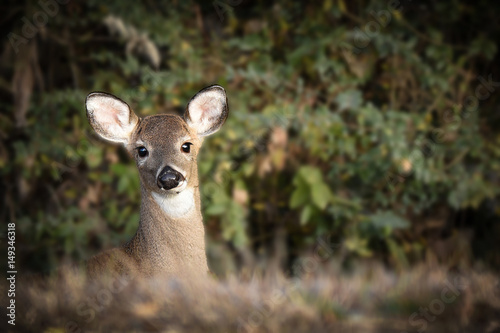 deer © Glen