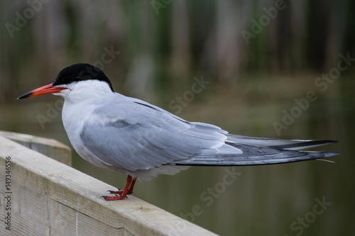 Common Tern perched on a wooden fence with reeds in the background