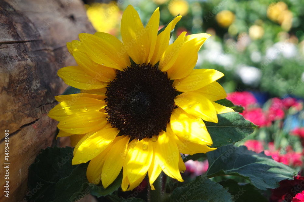 Obraz premium Beautiful sunflower